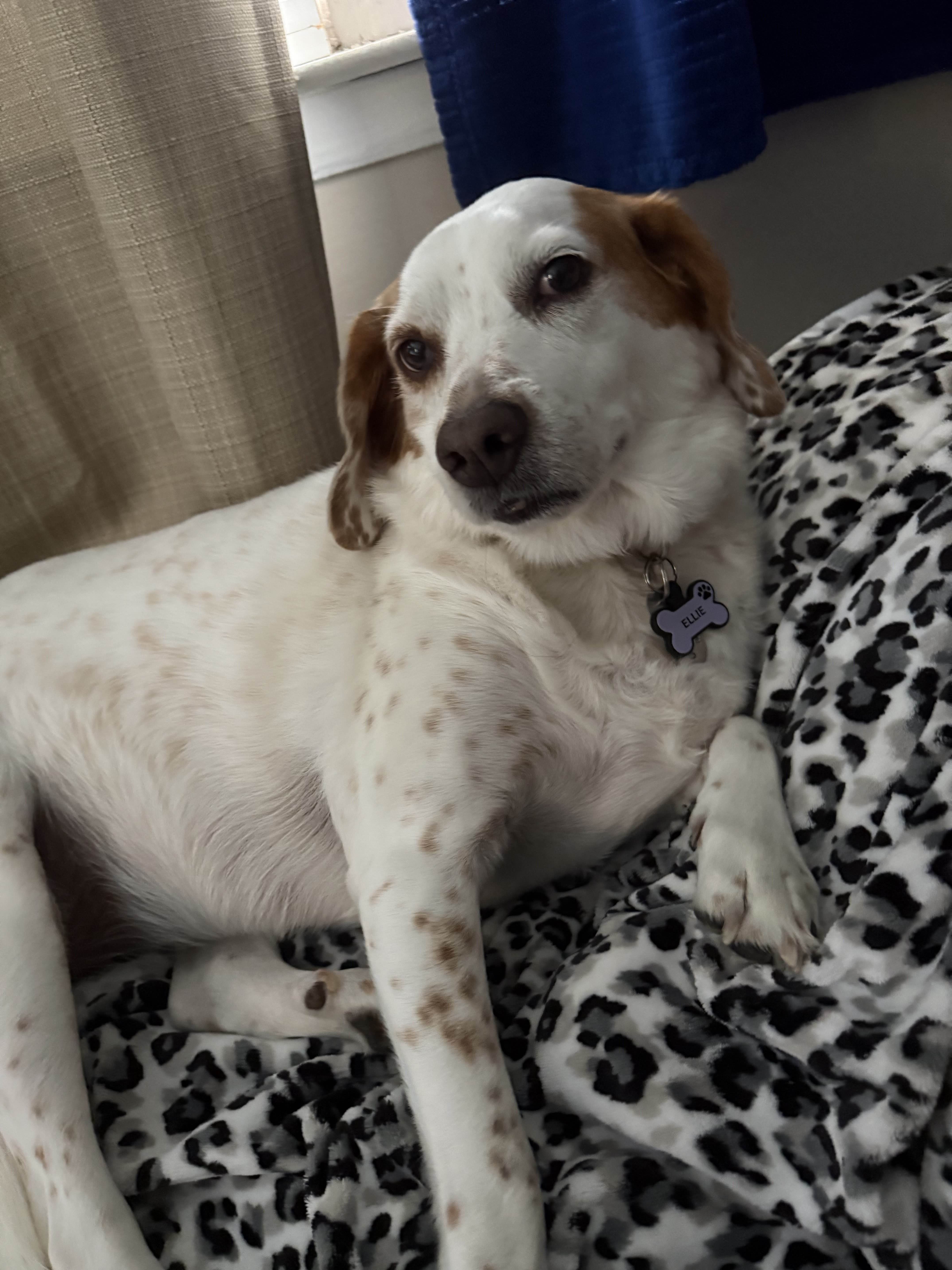 Cute dog after groom