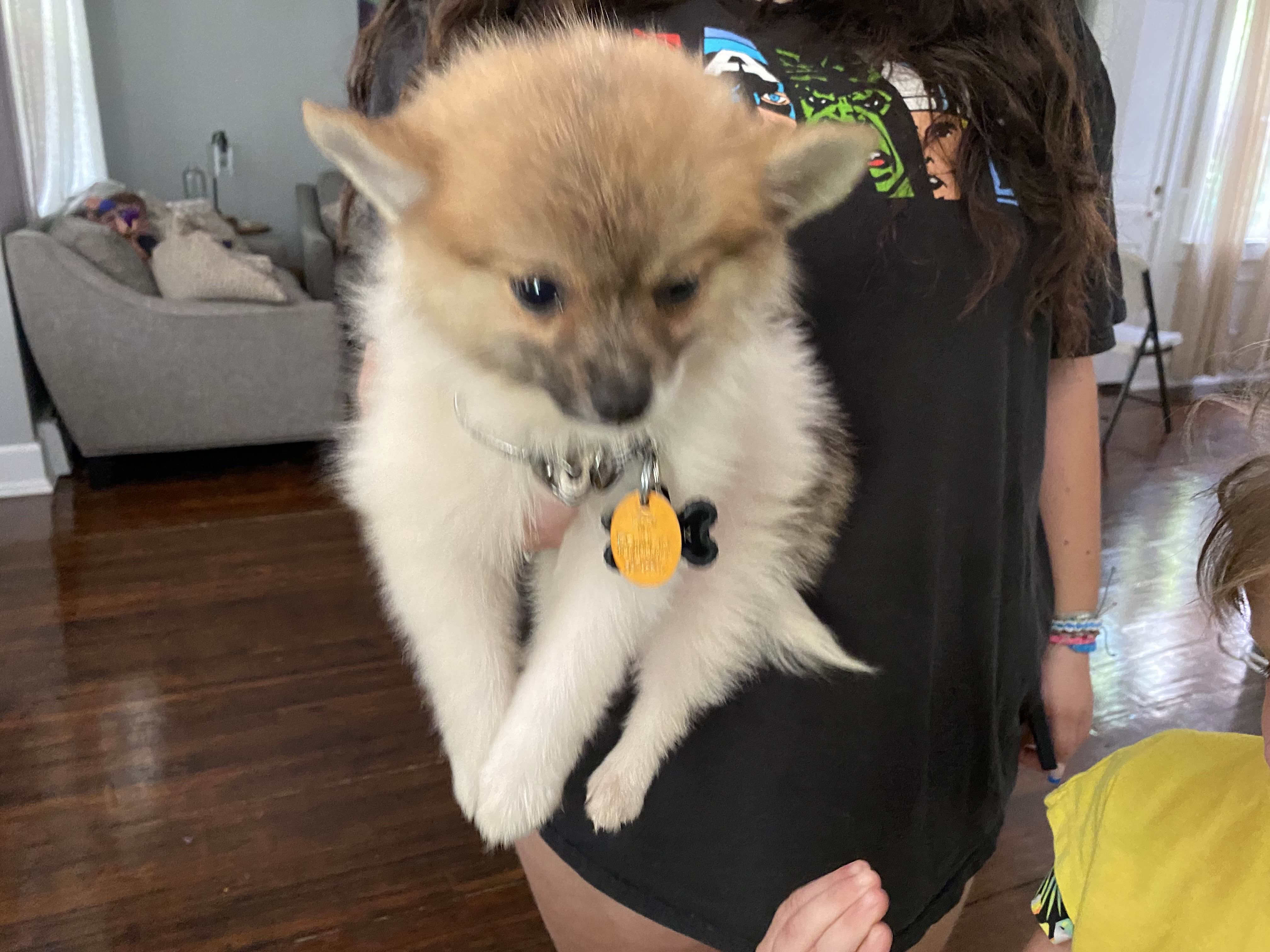 Small dog after blow dry and was