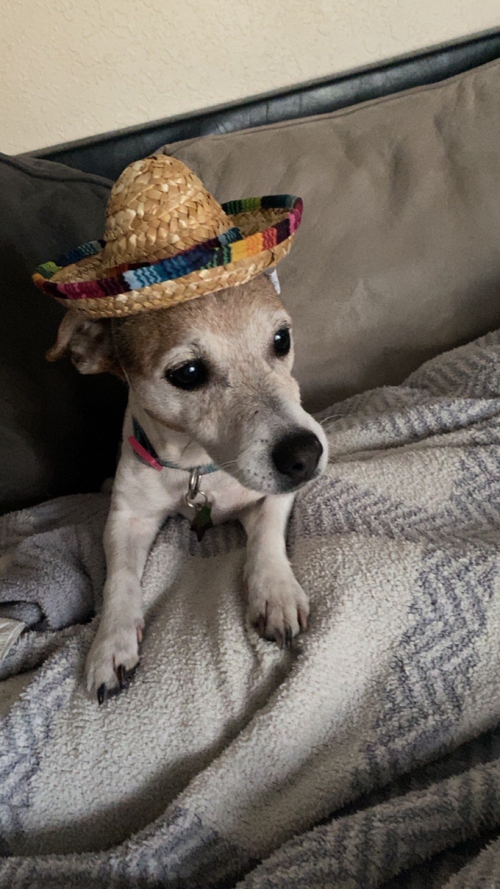 Dog with stylish hat